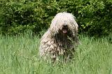 KOMONDOR 047